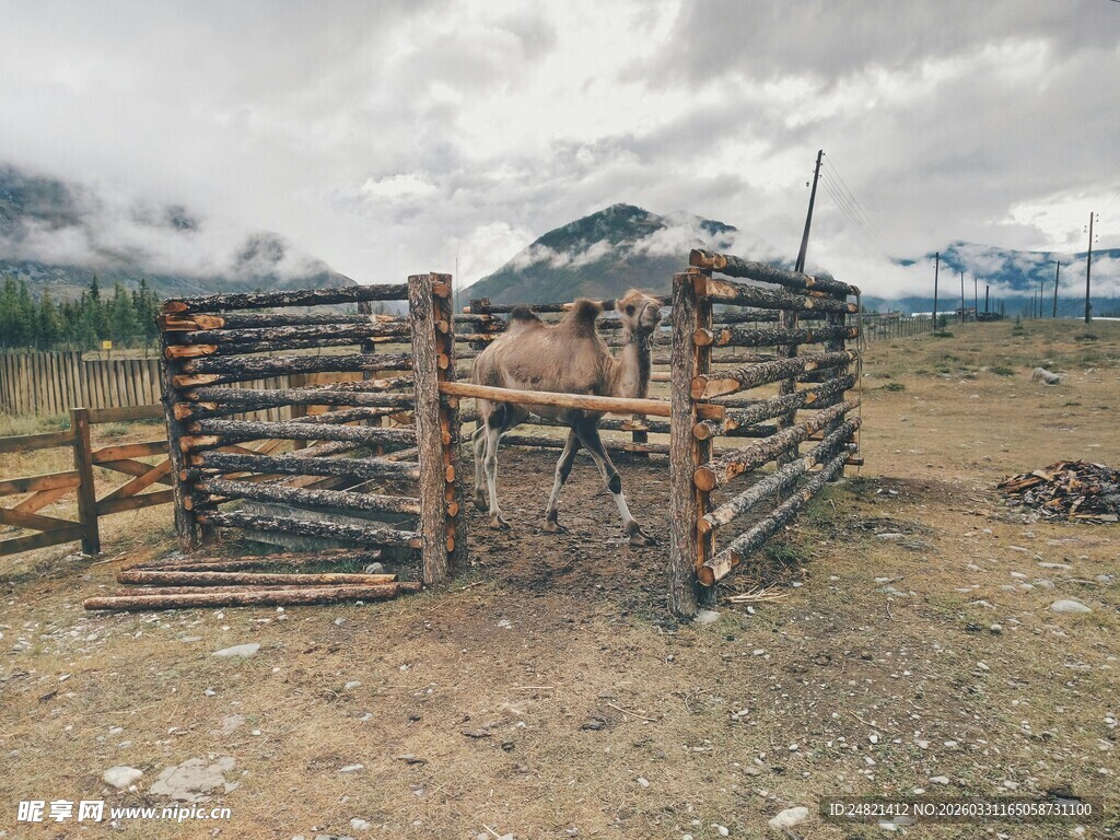 草原上的简易木围栏