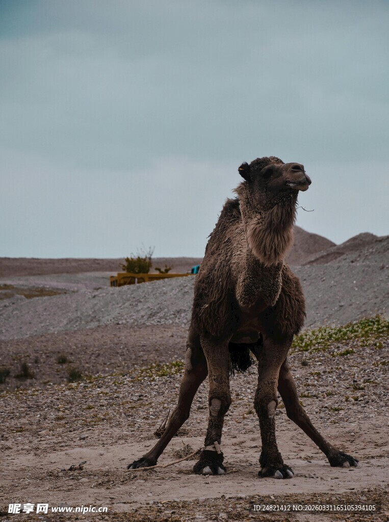 沙漠中站立的骆驼