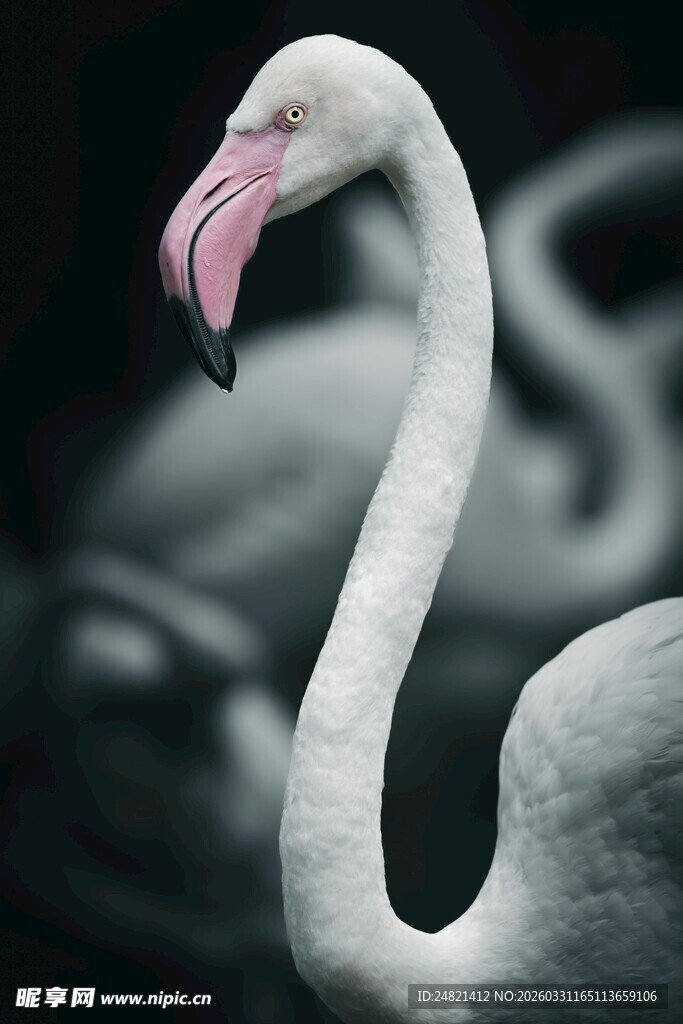 优雅火烈鸟特写