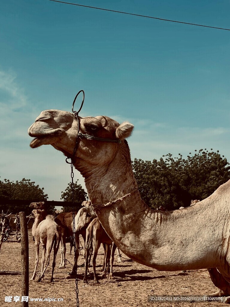 骆驼群在户外仰头的一幕