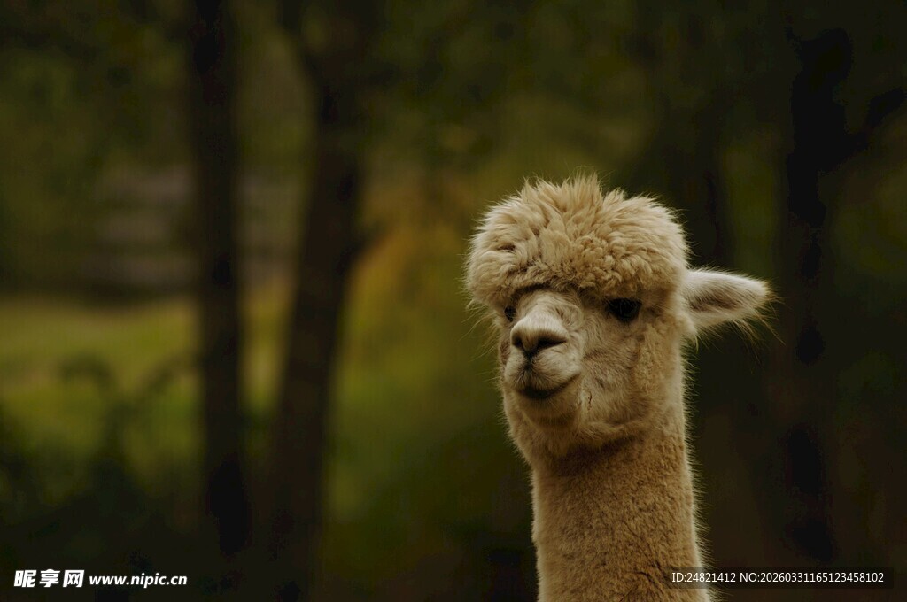 可爱羊驼的自然模样