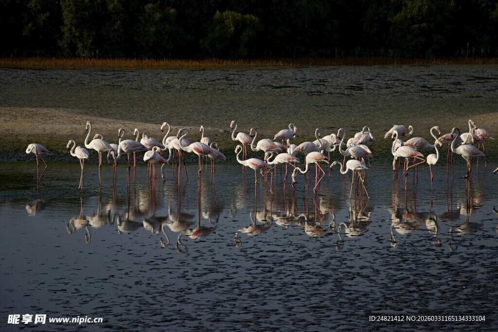 水边火烈鸟群优雅倒影