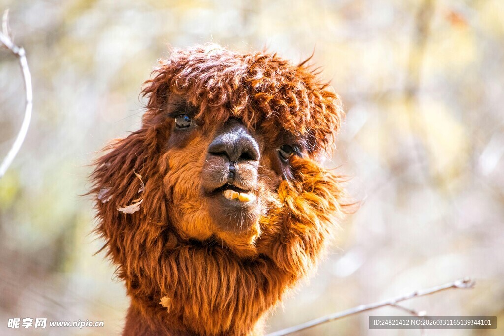 可爱棕毛羊驼特写
