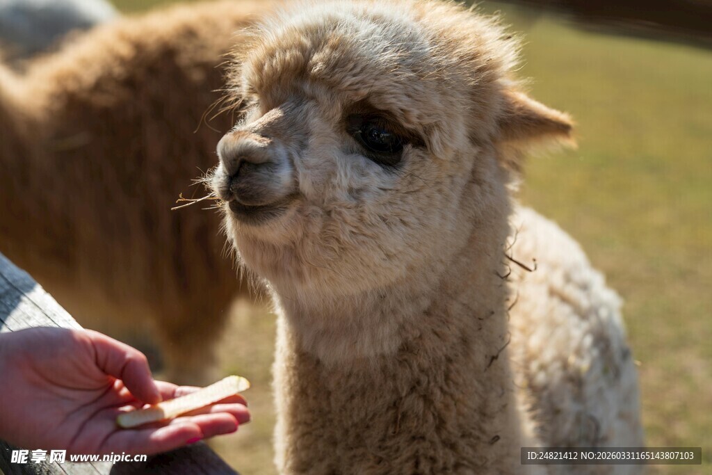 人与羊驼互动温馨瞬间