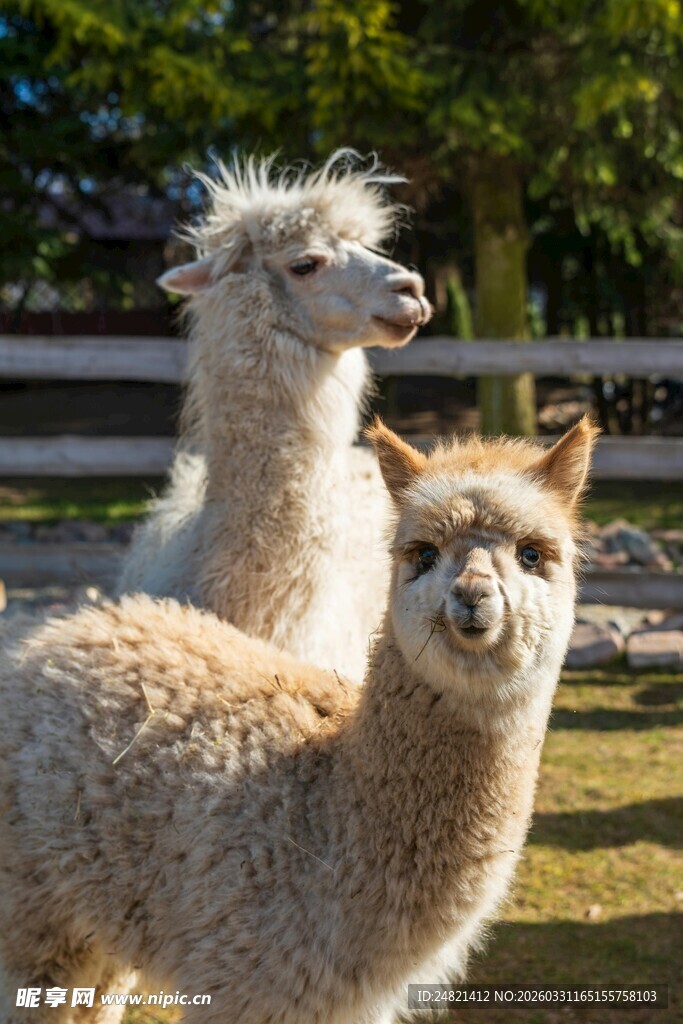 可爱羊驼在户外