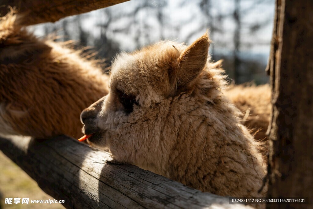 可爱羊驼探头望