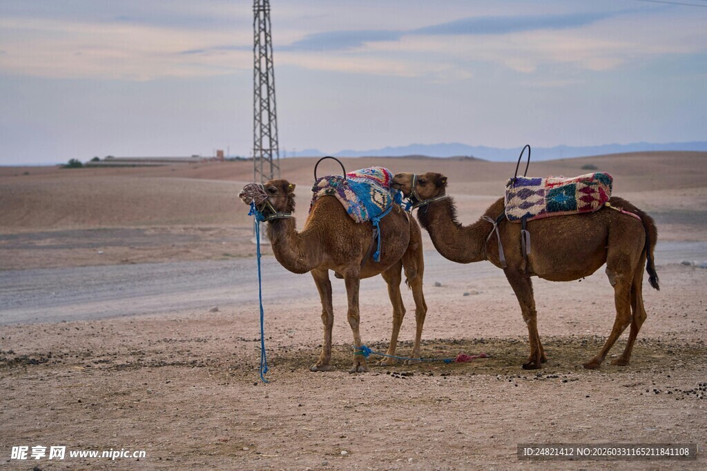沙漠中的驮物骆驼