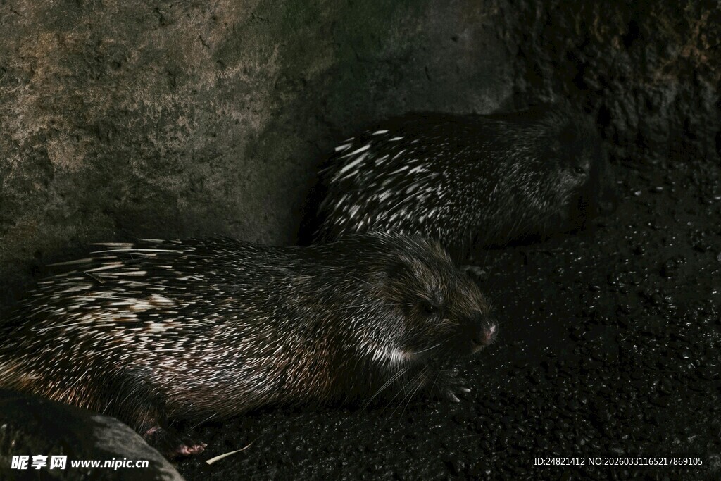 洞穴中的几只穿山甲