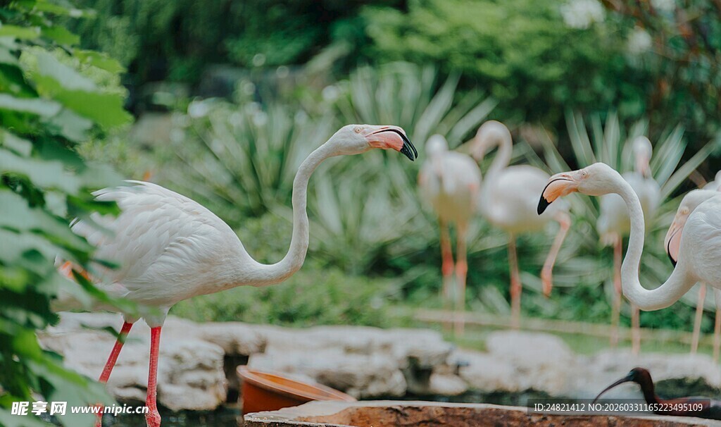 池塘边的优雅白鹭群