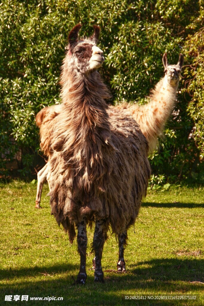 草地上的两只蓬松羊驼