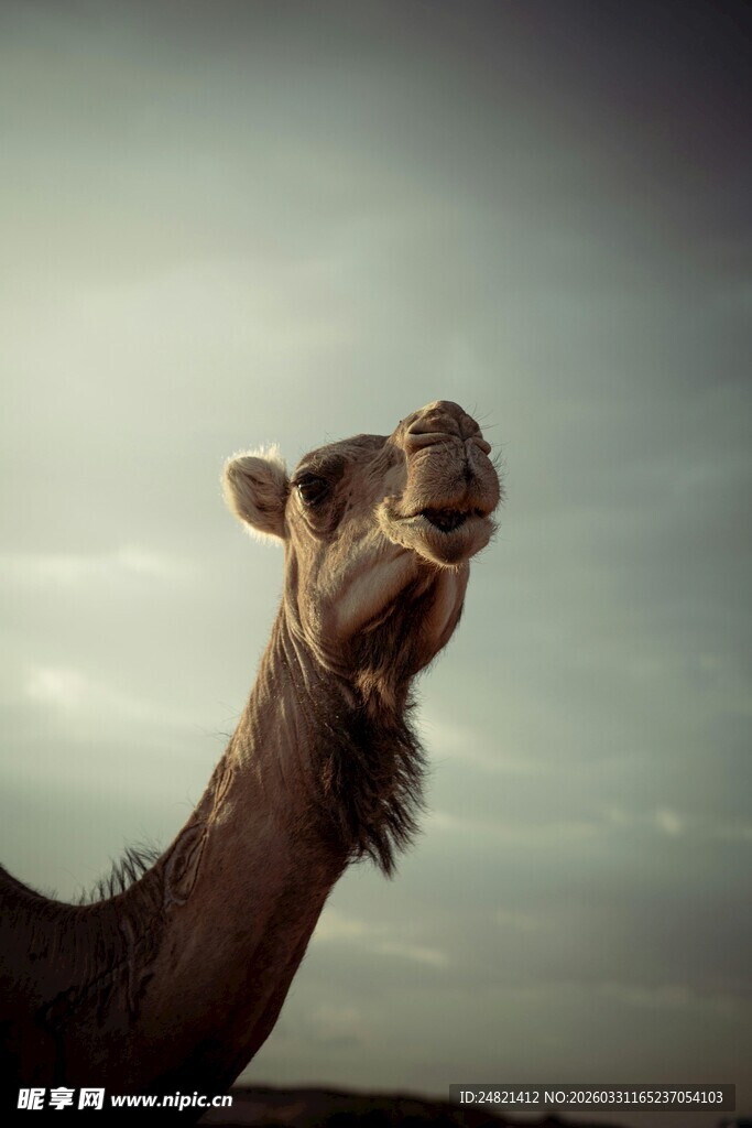 昂首嘶鸣的骆驼