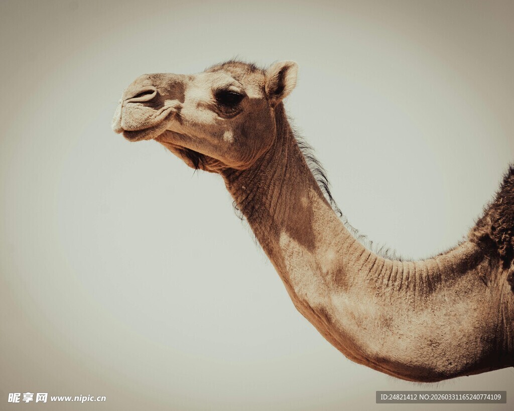 骆驼特写