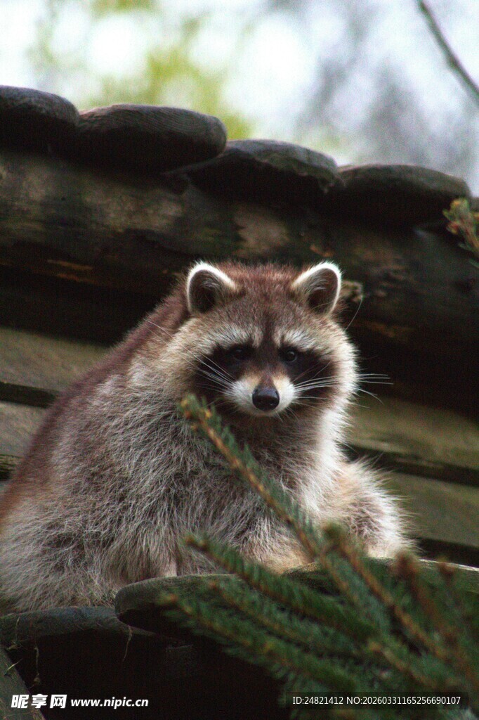 可爱浣熊坐于木上