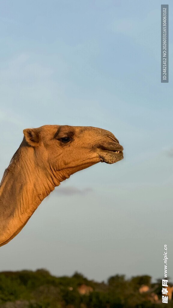 沙漠之舟骆驼的特写