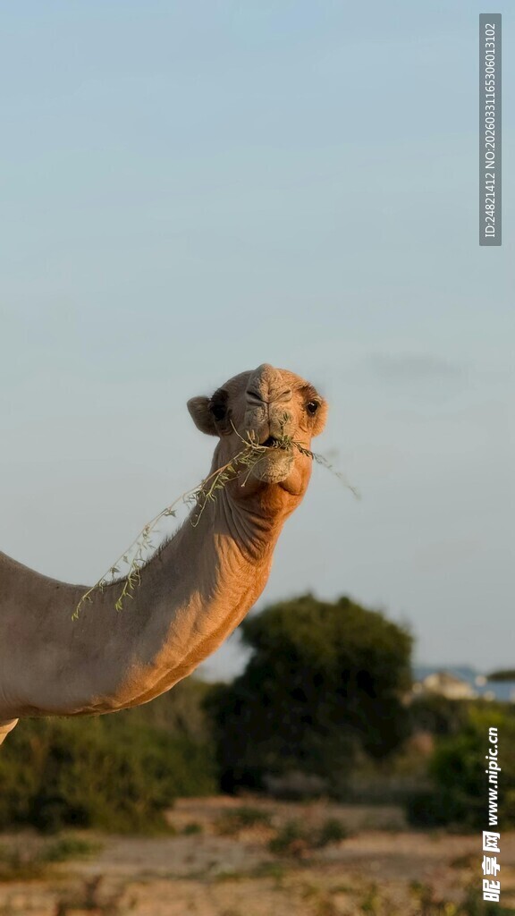沙漠中的单峰骆驼特写