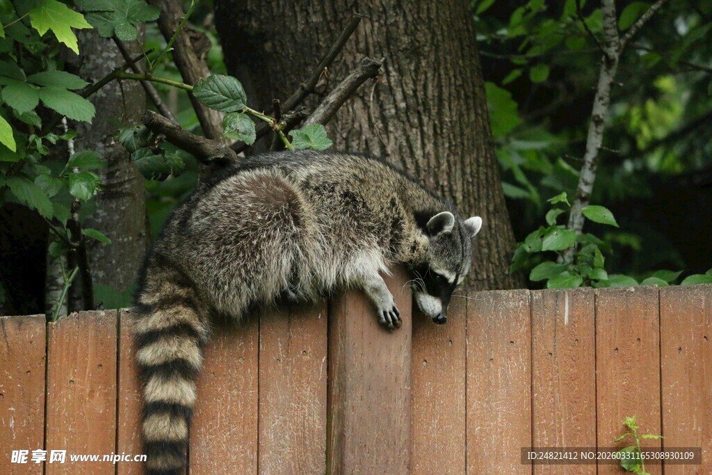 木栅栏上的两只浣熊