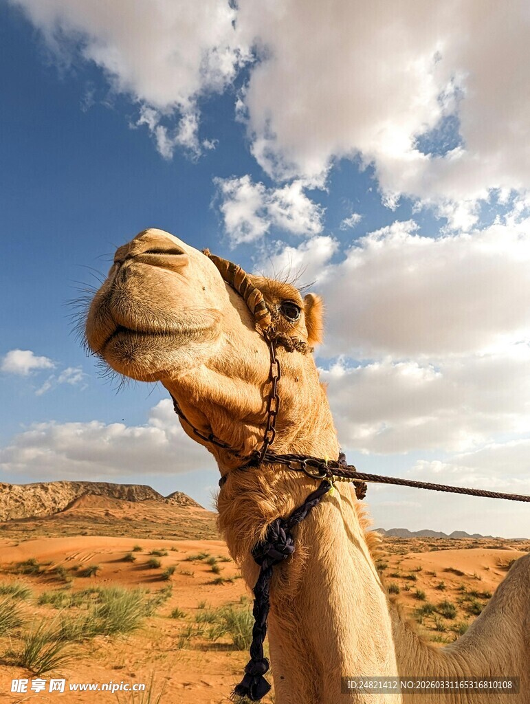 沙漠中的骆驼特写
