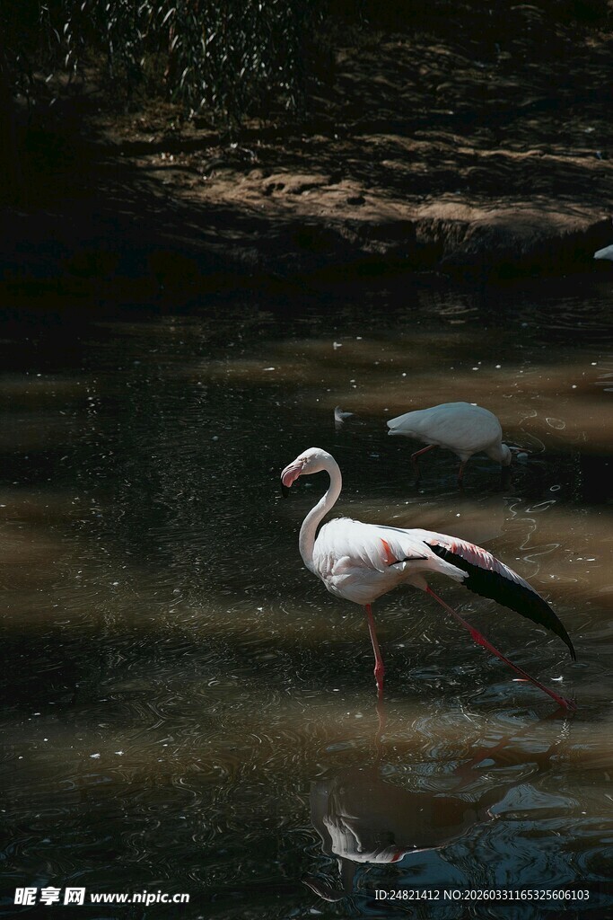 水中单立的优雅白鸟