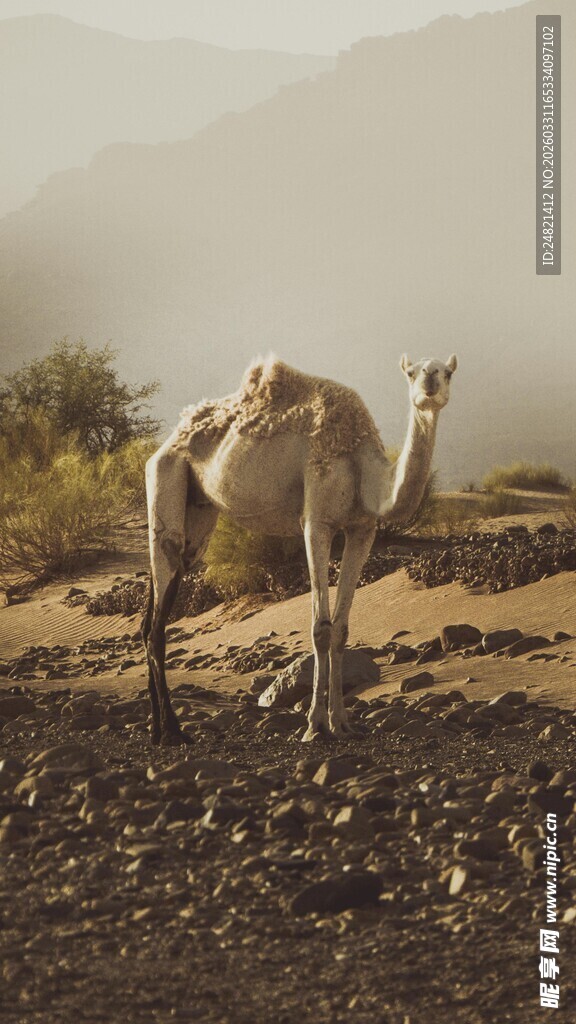 沙漠中的孤独骆驼