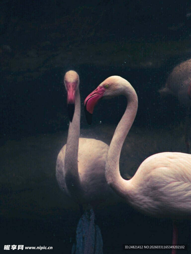 优雅火烈鸟水中相依