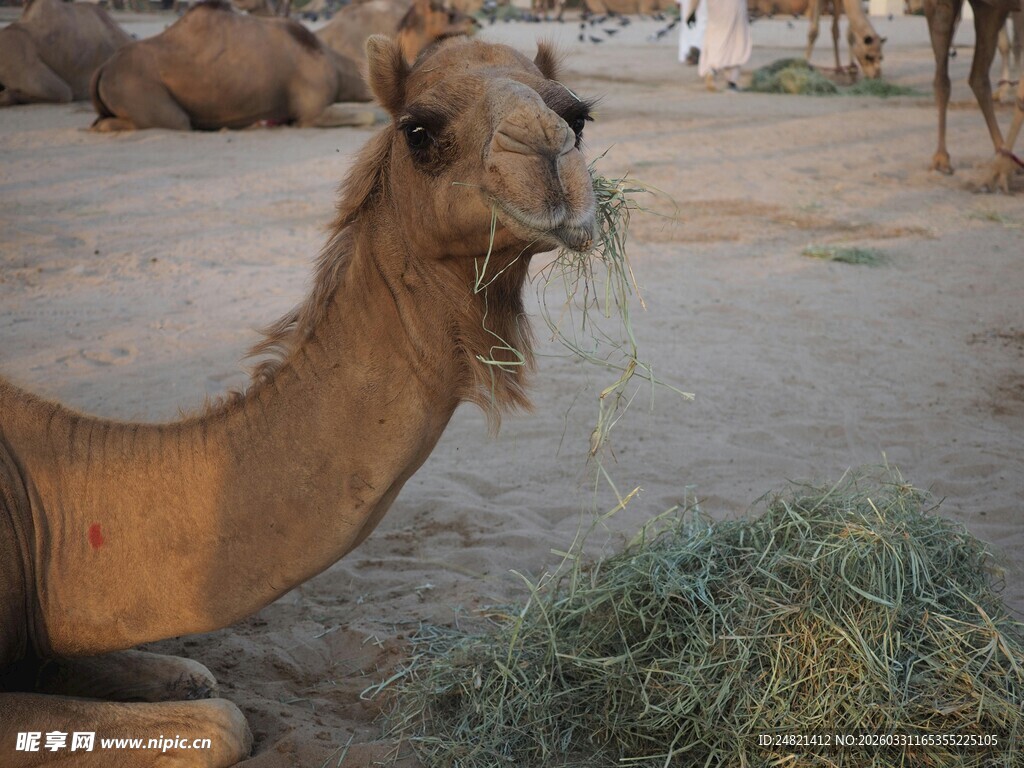 骆驼悠闲进食干草