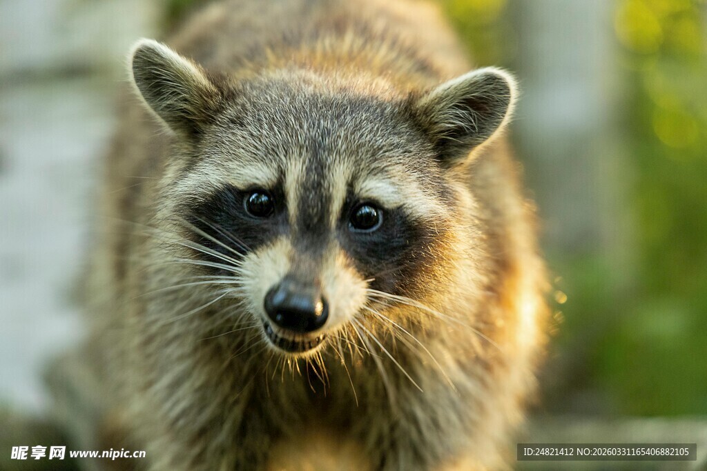 可爱浣熊正面特写