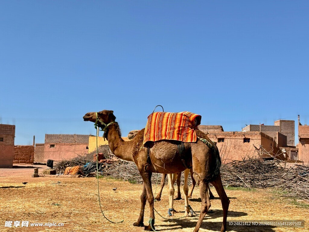 沙漠中的载货骆驼