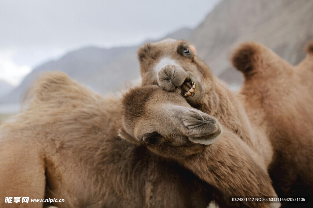亲昵的骆驼