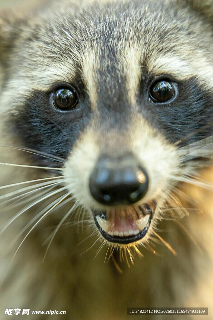 可爱浣熊咧嘴笑