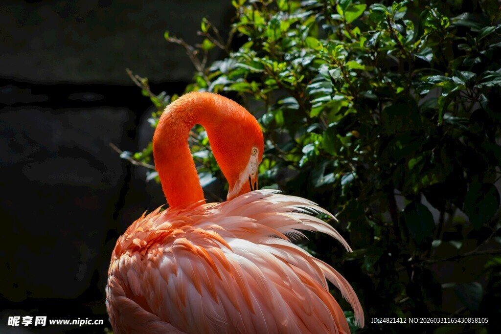 优雅火烈鸟整理美丽羽毛