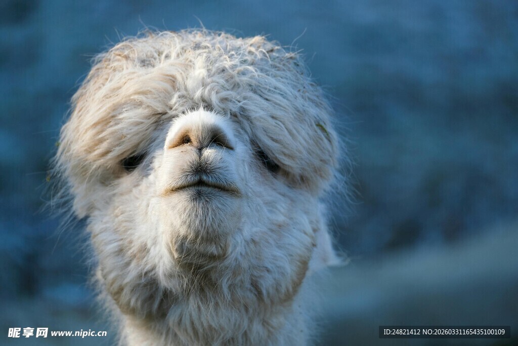呆萌羊驼特写