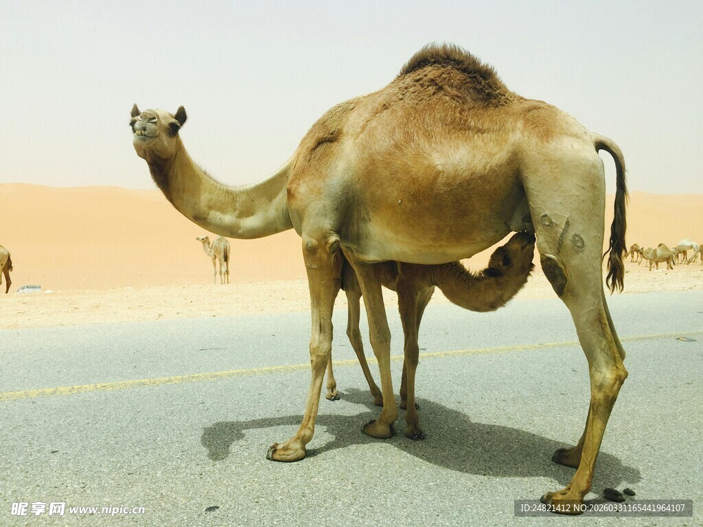 沙漠中的单峰骆驼