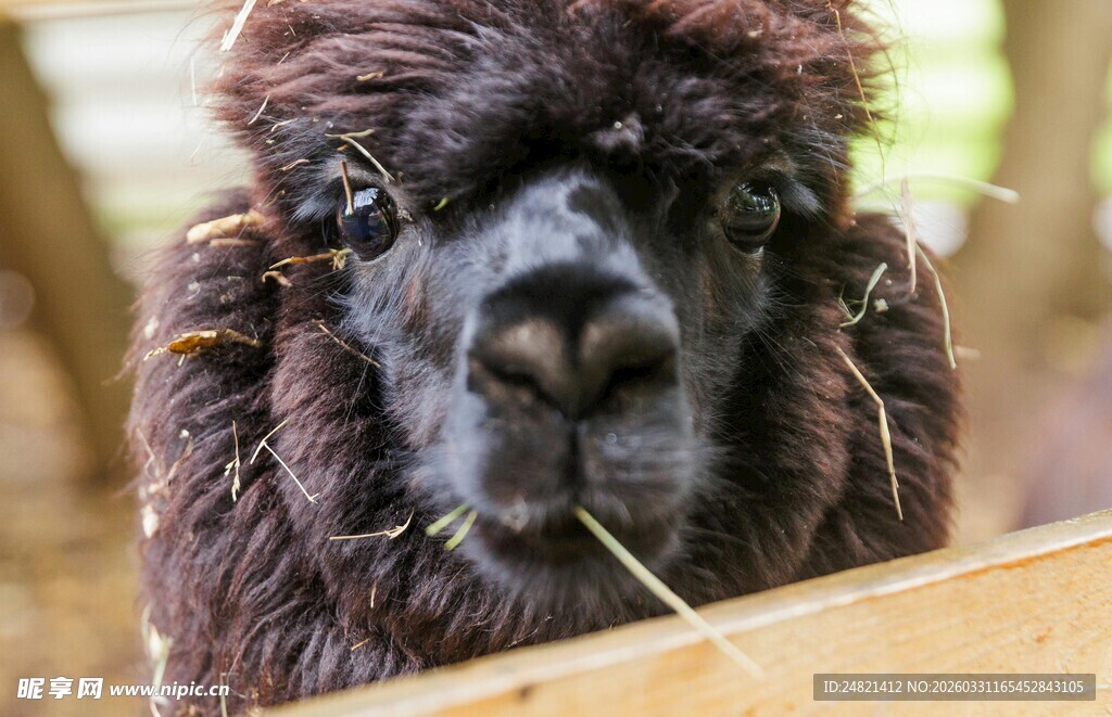 可爱羊驼嘴里叼着草