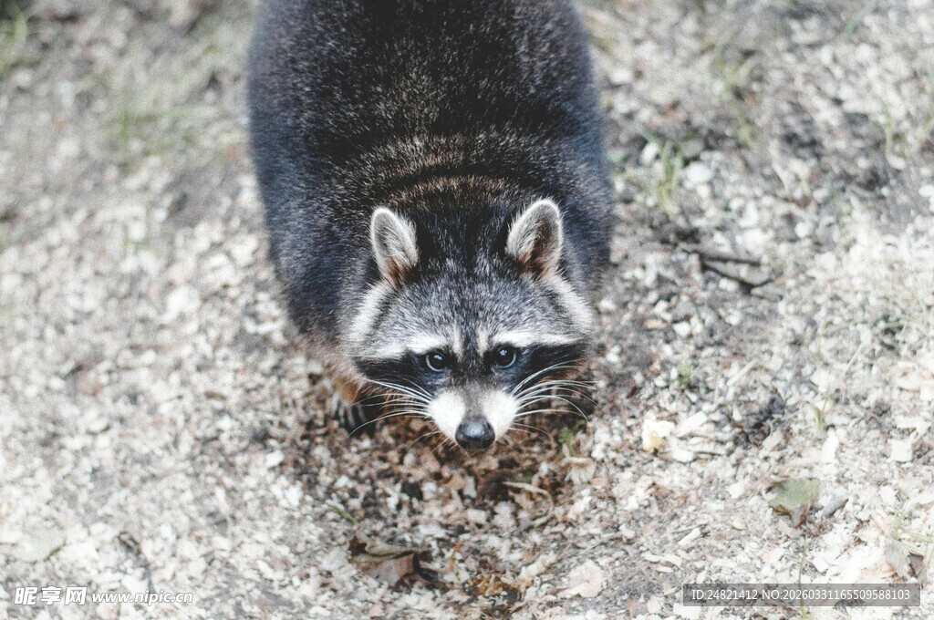 低头觅食的浣熊