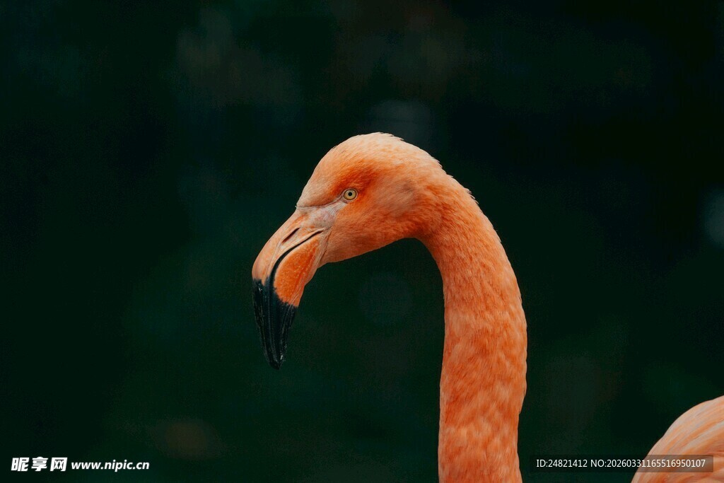 优雅火烈鸟特写