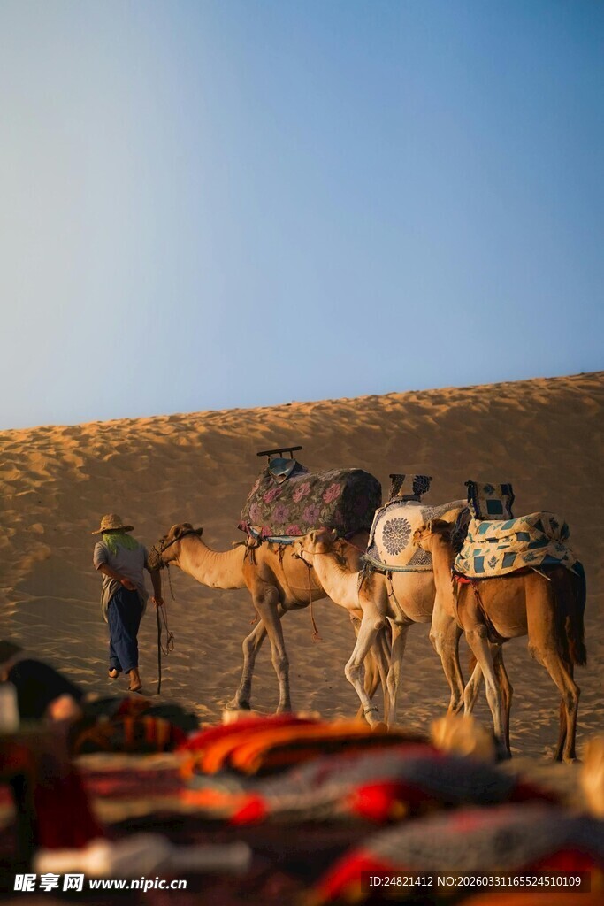沙漠中骑行的人群与骆驼