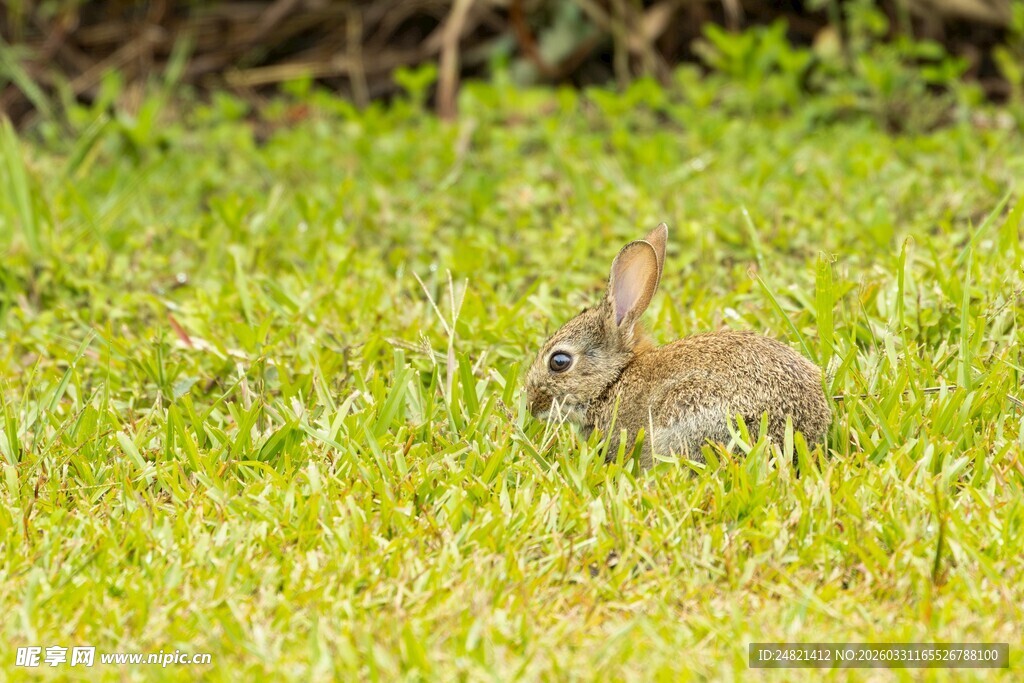 草地上的可爱小兔子