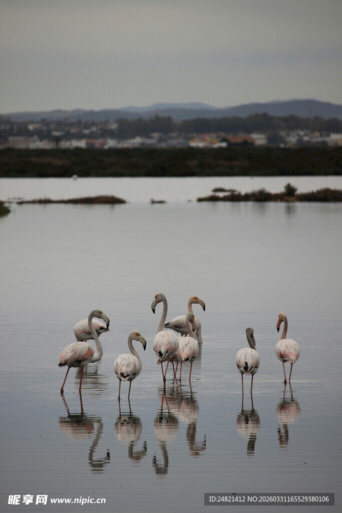 浅滩上优雅的火烈鸟群