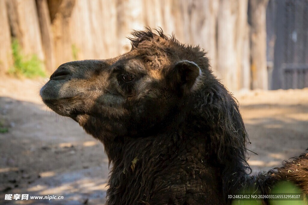 湿漉漉的黑狗仰头望