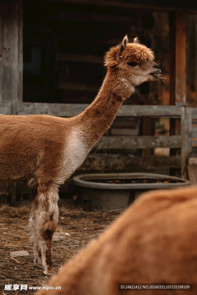 站立的棕色羊驼