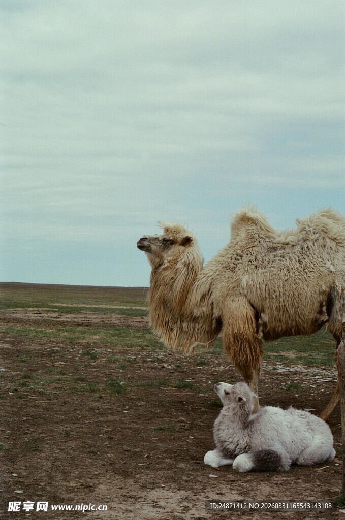沙漠中骆驼与幼崽