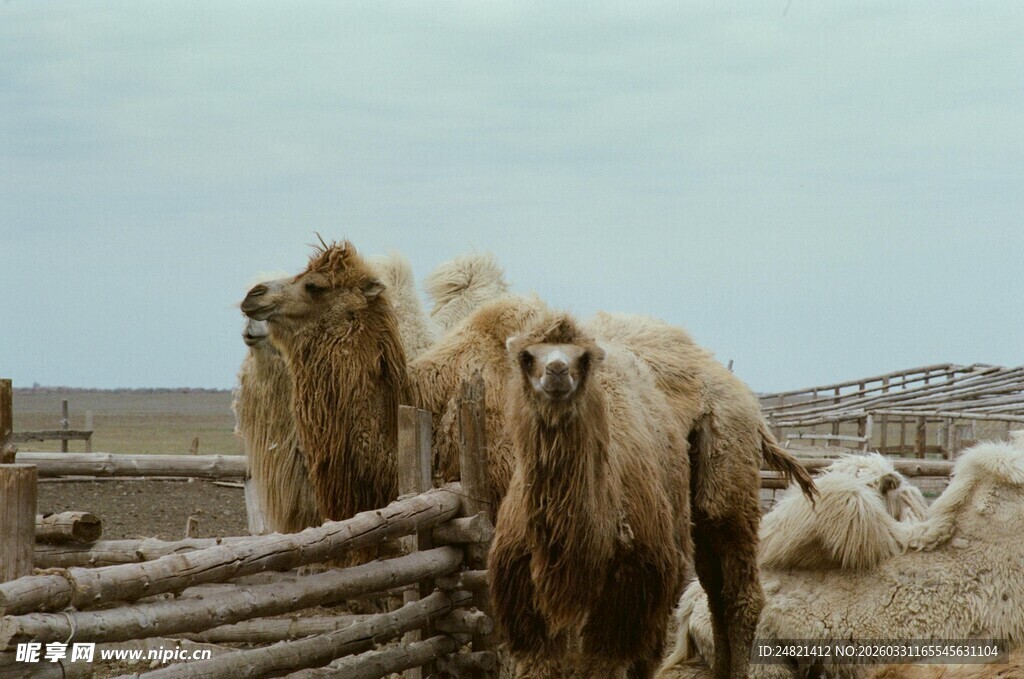 草原上的骆驼与羊群