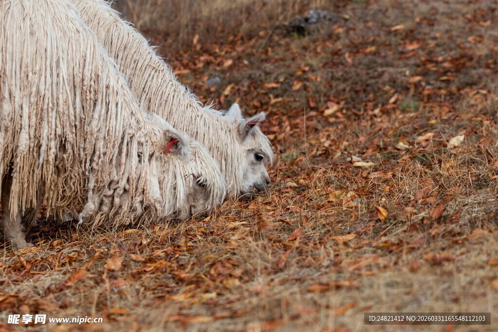 长毛羊低头嗅地面