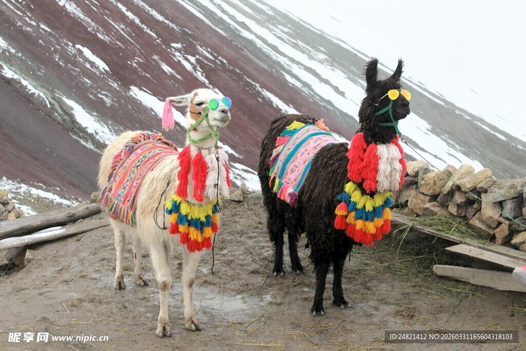 装饰艳丽的两匹驮运马