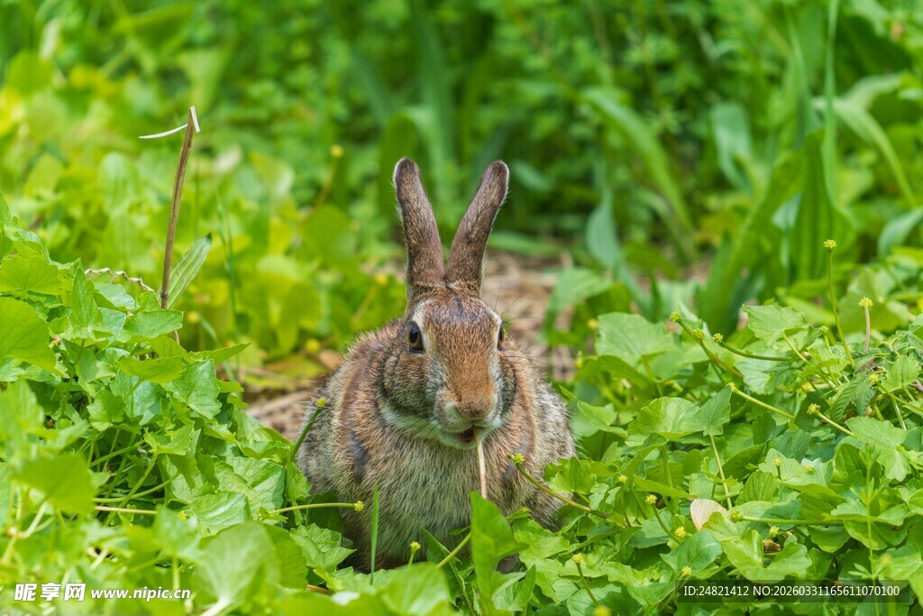 草丛中的可爱野兔