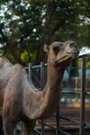 动物园里的单峰骆驼