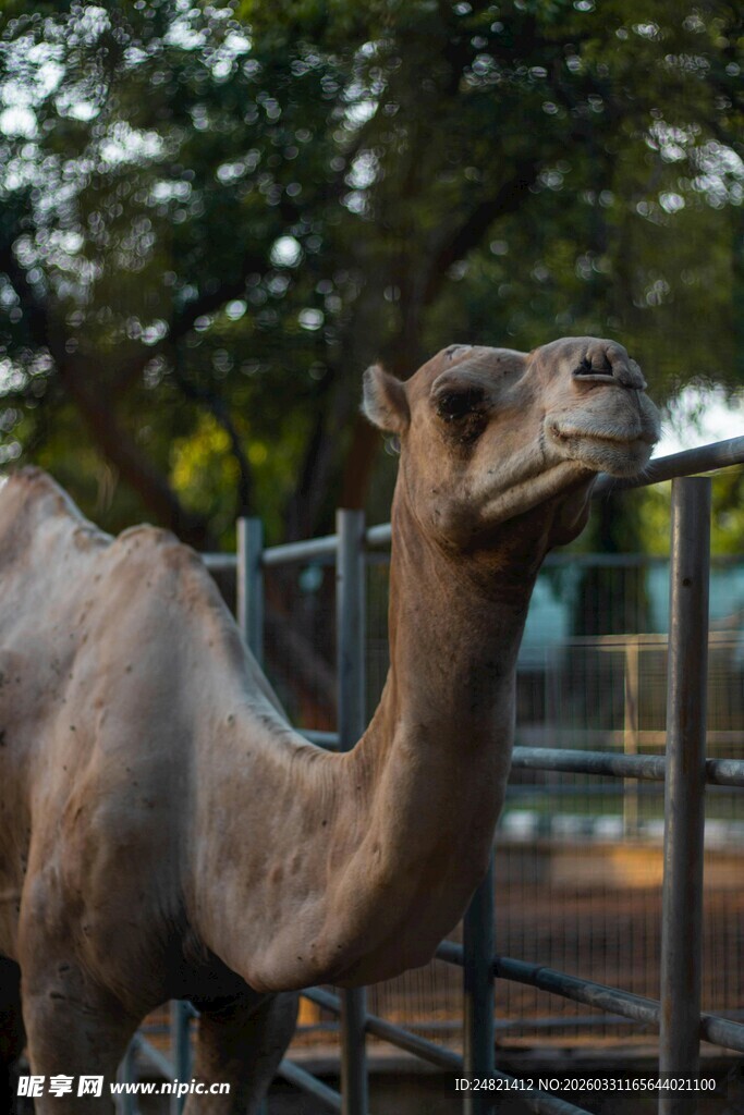 动物园里的单峰骆驼