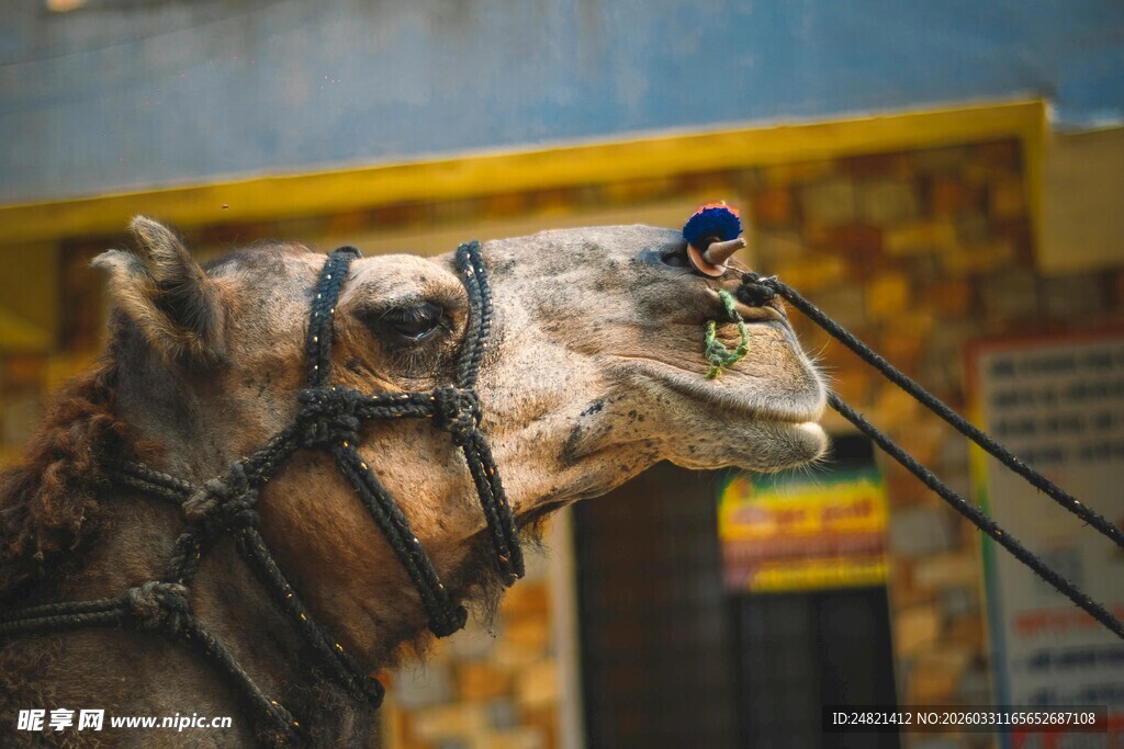 骆驼旁的多彩小鸟