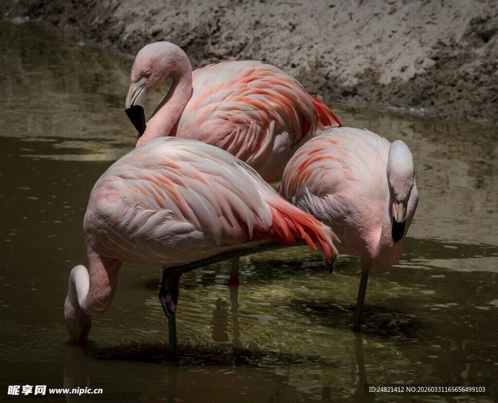 浅水中的几只火烈鸟