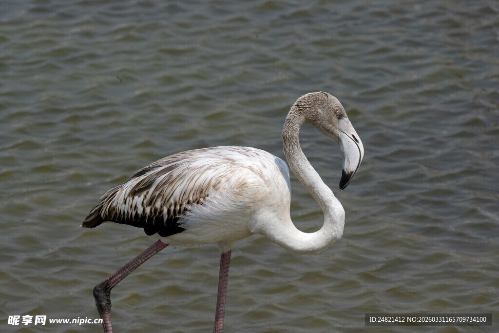 水边单腿站立的优雅火烈鸟